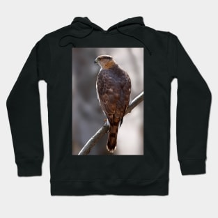 Cooper's Hawk profile Hoodie